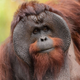Illustration for article titled A Wild Female and Male Orangutan Teamed Up To Murder Another Orangutan